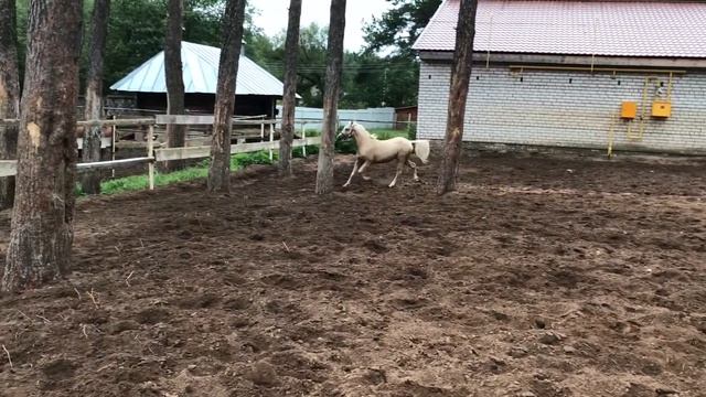 Уэльский пони секция Б, Сваровски из Станицы 2016г. смотреть онлайн