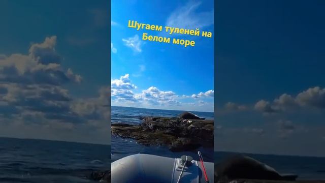 Шугаем жирных тюленей (морских львов) на Белом море смотреть онлайн