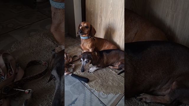 ПРОГРАММА «Очищення організму від гельментів»: Для курсу прийому 1 місяць. Вартість курсу 1974 грн. смотреть онлайн