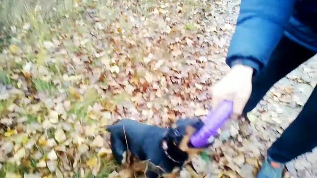 Ягдтерьер Играет смотреть онлайн