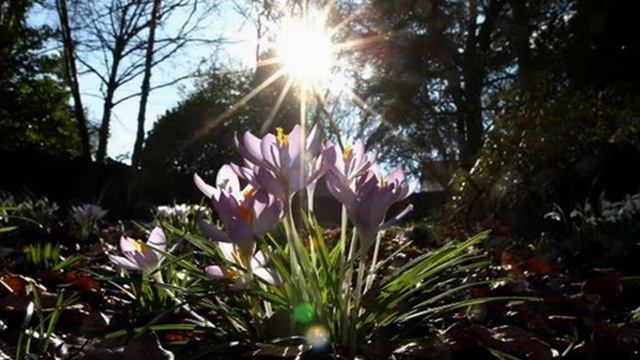 Мила Сердная - Предчувствие весны (стихи Надежды Свечинской) смотреть онлайн