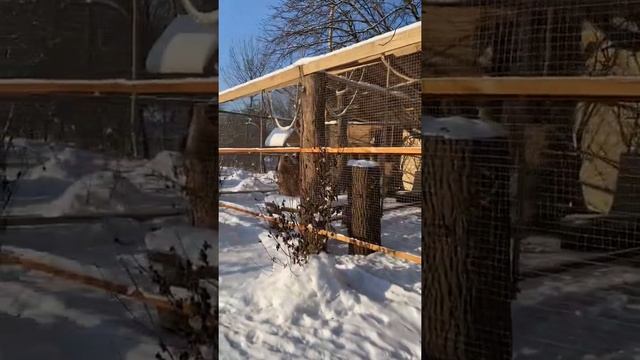 Наш вольер для белок смотреть онлайн