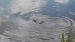 Весенние распевки