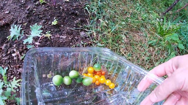 S2:E4 - Cherokee Purple Tomato and Cherry Tomatoes! смотреть онлайн