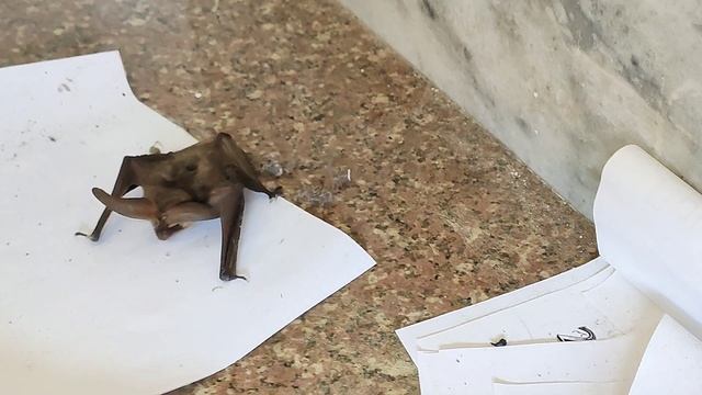 Летучая мышь.