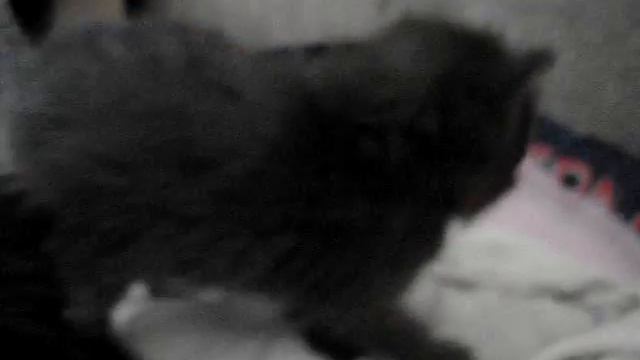 котята смотреть онлайн