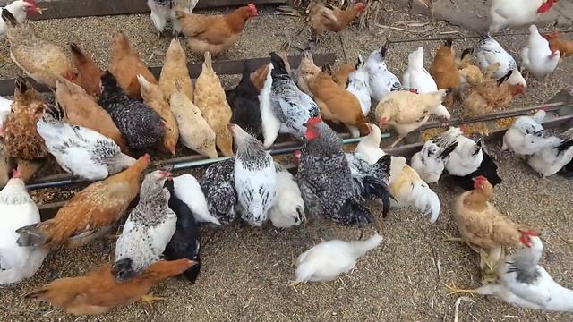 10 СОВЕТОВ ЧТОБЫ КУРЫ неслись ЗИМОЙ КАК ЛЕТОМ. #2. Чем кормить кур чтобы хорошо неслись? смотреть онлайн