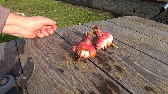 Когда убирать гладиолусы. Гладиолусы осенью