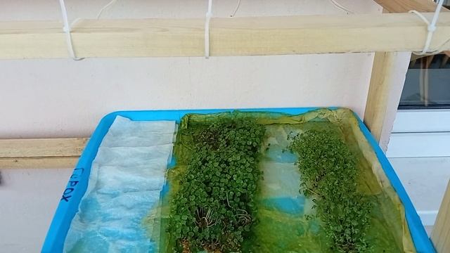 Дневник Микрозелени. День 8✓ и капельный палив. смотреть онлайн