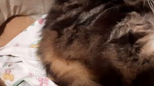 Роды у нашой кошки мейн-кун. О родах у кошек и как помочь.