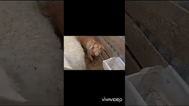 САЛАМ С ЧЕЧНИ! ВСЕМ ВСЕХ БЛАГ! ГОТОВИМ САМЫЙ КЛАССНЫЙ БОРЬЩ!!!