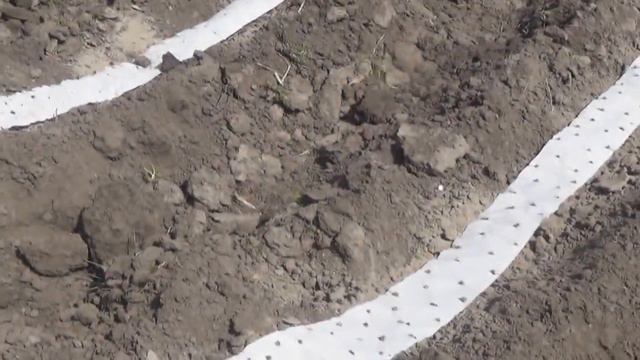 Высадка семян на ленте смотреть онлайн