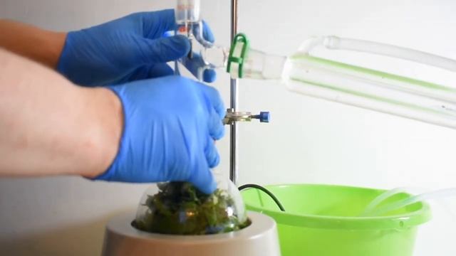 Extracting Menthol From Mint Leaves *RE-UPLOAD* смотреть онлайн