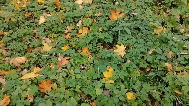 Сныть приправа ко всем блюдам