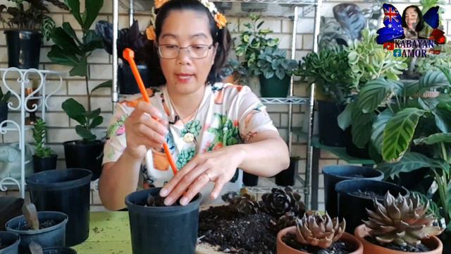 4 BLACK PRINCE | DAPAT NA MAGHIWALAY | LEAF PROPAGATION | BY #kabayanamor #succulents #subscribe смотреть онлайн