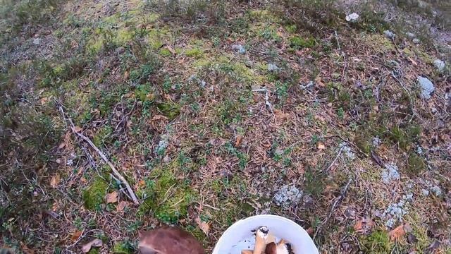 Боровики и Белые грибы ехали домой из Выборга и решили проверить наше место. #природа #отдых #грибы смотреть онлайн