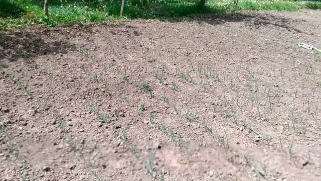 ASPERSOR GARDENA POLO CLASSIC 220 - TEST смотреть онлайн