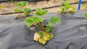 Сорт клубники Белый Швед