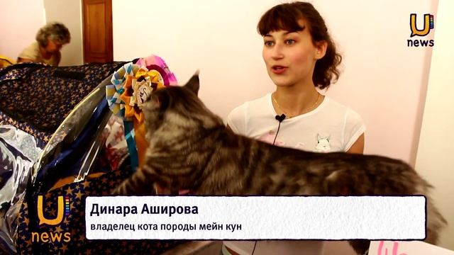 Более 60 кошек разных пород приняло участие в международной выставке кошек в Октябрьском смотреть онлайн