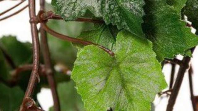 Grape Ivy Plant Basic Care Tips; Light Water, Temp, Soil, Fertilizer, Pest, & Toxicity смотреть онлайн