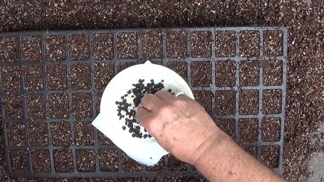 Grow Red Yucca from Seed in Spring смотреть онлайн