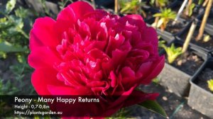 Peony - Many Happy Returns 4K