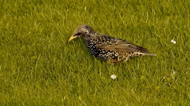 Common Starling or European Starling (Sturnus vulgaris) / Star [1] смотреть онлайн