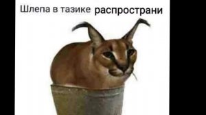 шлëпа попа ? #шлëпа #мем #эдит #мило