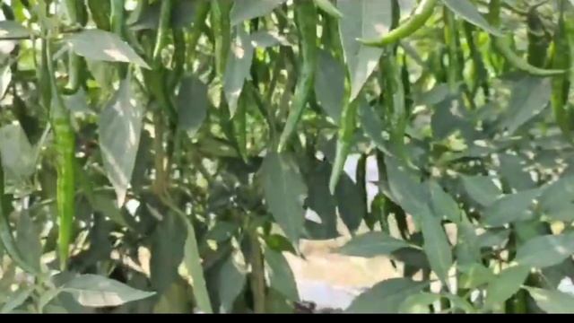 Delegate Insecticide V/S Ampligo Insecticide || Delegate || Ampligo || कीटनाशक ||