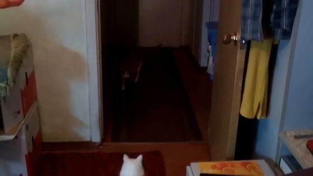 Охотничий кот 2 смотреть онлайн