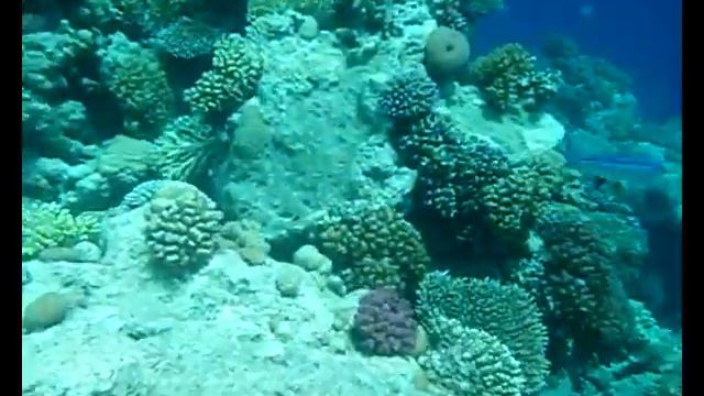 coral reef - diving in makadi bay смотреть онлайн