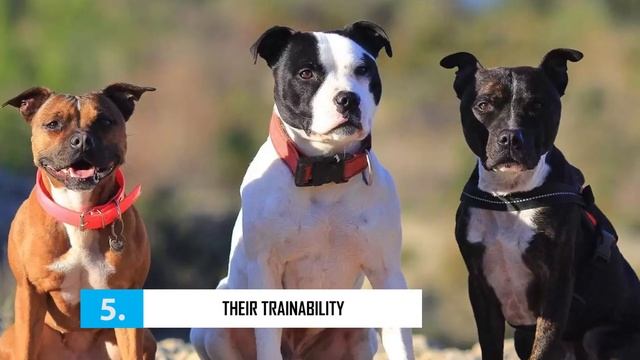 Staffordshire Bull Terrier - Top 10 Facts [Staffy]
