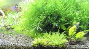 Погостемон Хелфери. Pogostemon helferi
