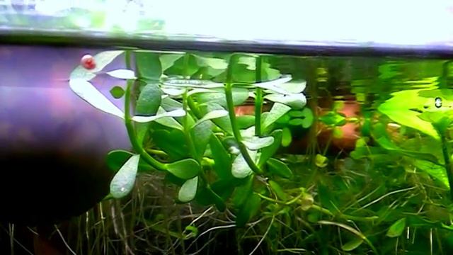 #Aquarium. Растительность на двух уровнях. смотреть онлайн