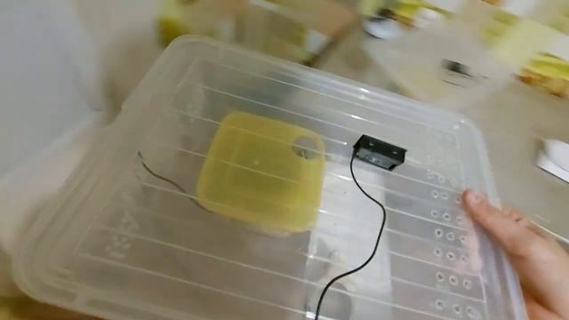 Первая неделя зимовки эублефаров, похудели ли!? смотреть онлайн