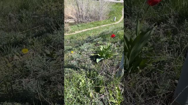 Дикие тюльпаны!!!🌷 смотреть онлайн