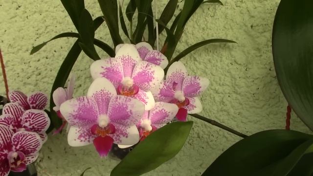 Q&A - Is it ok to mist Orchid flowers? смотреть онлайн