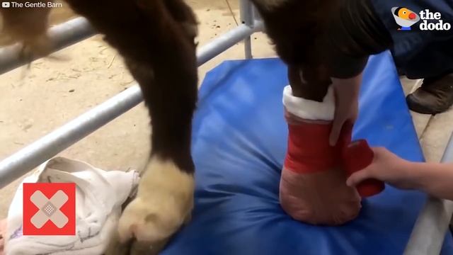 Cows Acting Like Dogs & More | Cows Are Awesome Compilation | The Dodo Best Of смотреть онлайн
