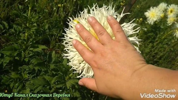 Георгина Цуки Йори Но Шиша / Tsuki Yori no Shisha