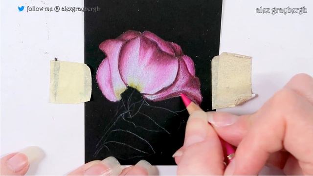How To Draw A Realistic Rose With Color Pencil – Drawing Time Lapse