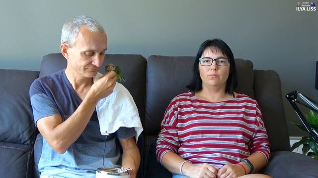 Попугай. Завели птицу и что дальше? (видео 288) смотреть онлайн