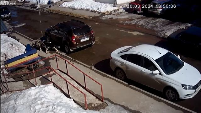 Pack of stray dogs attack cat ? смотреть онлайн