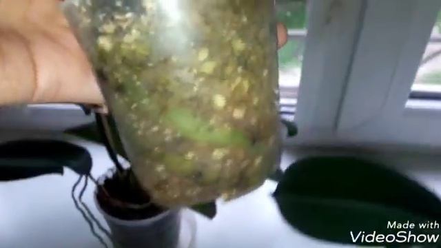 #ОРХИДЕИ Обзор орхидей фаленопсис без пересадки. Эксперимент. Северное окно. май 2018 смотреть онлайн