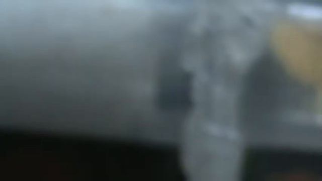 две матки разных видов смотреть онлайн