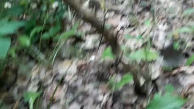 Собираем семена черемши смотреть онлайн