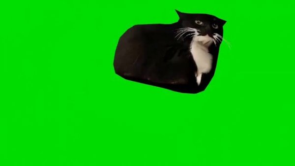 Максвелл кот футаж скачать