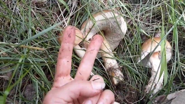 Грибы. Последние весенние грибочки. Солим подберёзовик. смотреть онлайн