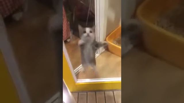 Котёнку не открывают дверь. Игривый котёнок. смотреть онлайн