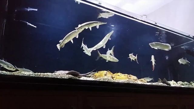 African TigerFish - Hydrocynus Vittatus & Goliath - Hikari pellet feeding [HD] смотреть онлайн