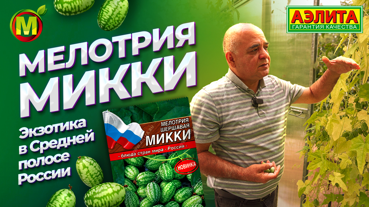 Мелотрия шершавая МИККИ. Сложно ли вырастить экзотику в Средней полосе России? смотреть онлайн